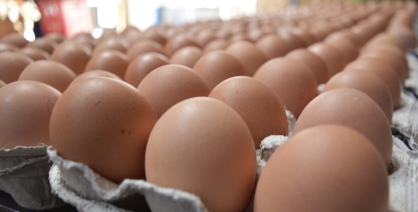 Trays of fresh brown free-range eggs